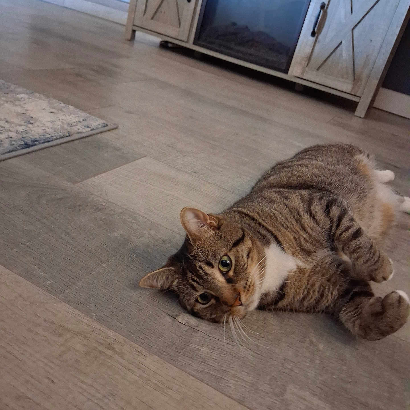 Willow is registered to the contest to win money with this photo: animal, cabinet, cat, closeup, curious, domestic_animal, ears, feline, floor, fur, home_interior, indoor, lying_down, pet, relaxed, resting, rug, tabby, whiskers, wooden_floor