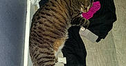 Willow joined the competition — help win amazing prizes! animal, blanket, cat, clothes, corner, domestic, floor, fur, indoor, laying, paw, pet, pile, resting, sleepy, striped, tabby, wall, whiskers, wooden_floor