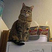 Sophie is registered to the contest to win money with this photo: cat, tabby, fluffy, furry, pet, animal, sitting, indoors, laundry_room, washing_machine, instant_noodles, food_packaging, beef_flavor, appliance, wall, household, portrait, front_facing, alert, funny