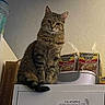cat, tabby, fluffy, furry, pet, animal, sitting, indoors, laundry_room, washing_machine, instant_noodles, food_packaging, beef_flavor, appliance, wall, household, portrait, front_facing, alert, funny