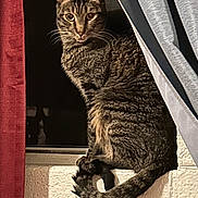 King joined the competition — help win amazing prizes! cat, tabby_cat, pet, animal, feline, sitting, window, curtain, drape, indoors, home, brick, ledge, striped_fur, green_eyes, whiskers, tail, portrait, alert, cute