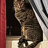 cat, tabby_cat, pet, animal, feline, sitting, window, curtain, drape, indoors, home, brick, ledge, striped_fur, green_eyes, whiskers, tail, portrait, alert, cute