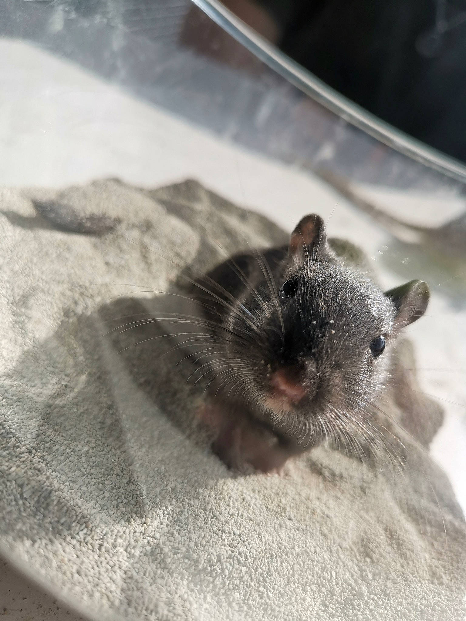 Netflix a rejoint le concours — aidez-le/la à gagner de superbes lots ! chinchilla, degu, dormouse, fawn, gerbil, hamster, mammal, mouse, muridae, muroidea, pest, rat, rodent, snout, whiskers