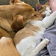 Timmy is registered to the contest to win money with this photo: dog, cat, sleeping, couch, cozy, snuggling, fur, pet, animal, resting, indoors, companion, friendship, relaxation, cute, warm, comfort, paw, ear, human_leg