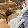 dog, cat, sleeping, couch, cozy, snuggling, fur, pet, animal, resting, indoors, companion, friendship, relaxation, cute, warm, comfort, paw, ear, human_leg