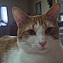 Timmy is registered to the contest to win money with this photo: cat, orange_and_white, indoor, close_up, feline, pet, whiskers, ears, fur, relaxed, animal, domestic_cat, cute, portrait, lying_down, face, eyes, nose, soft_light, cozy