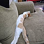 Timmy joined the competition — help win amazing prizes! cat, orange_and_white, sleeping, stretched_out, couch, furniture, indoor, relaxed, tail, legs, textured_fabric, home, pet, resting, cozy, living_room, clutter, toolbox, orange, white
