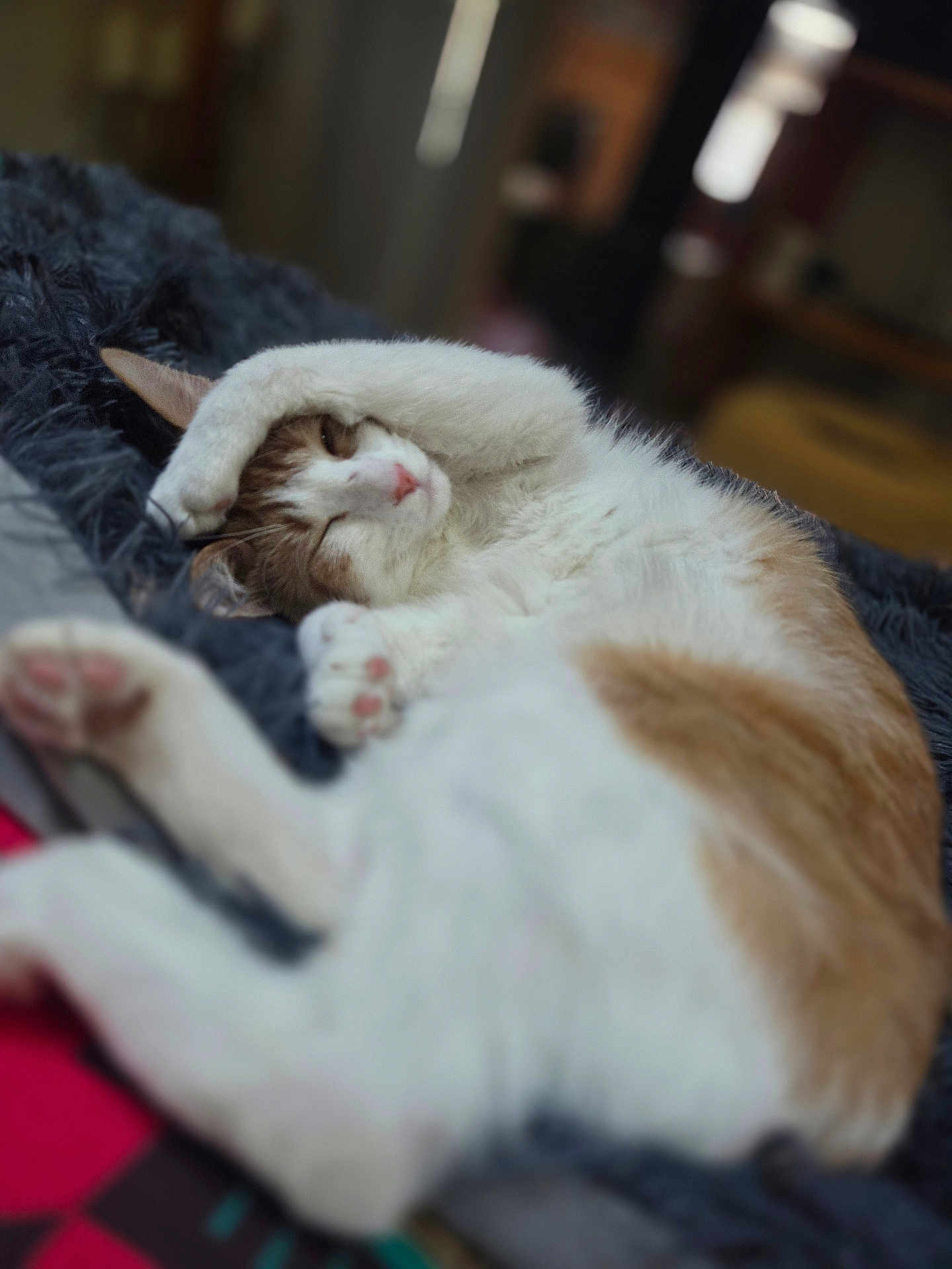 Timmy is registered to the contest to win money with this photo: cat, feline, pet, sleeping, relaxed, white_and_orange, paw, fur, indoor, blanket, cozy, resting, cute, animal, mammal, whiskers, soft, laying_down, comfort, domestic