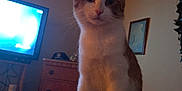 Timmy is registered to the contest to win money with this photo: cat, orange_and_white, indoor, bedroom, blanket, patterned_blanket, furniture, dresser, television, wall_art, wooden_ceiling, curious, pet, animal, domestic, cozy, soft_lighting, standing, looking, home