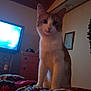 cat, orange_and_white, indoor, bedroom, blanket, patterned_blanket, furniture, dresser, television, wall_art, wooden_ceiling, curious, pet, animal, domestic, cozy, soft_lighting, standing, looking, home
