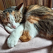 Willow participe au concours pour gagner de l'argent avec cette photo : cat, tabby, sleeping, cozy, fur, whiskers, pink_blanket, indoor, relaxation, paw, closed_eyes, resting, cute, pet, feline, wooden_background, curled_up, soft_texture, animal, nap