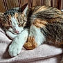 cat, tabby, sleeping, cozy, fur, whiskers, pink_blanket, indoor, relaxation, paw, closed_eyes, resting, cute, pet, feline, wooden_background, curled_up, soft_texture, animal, nap