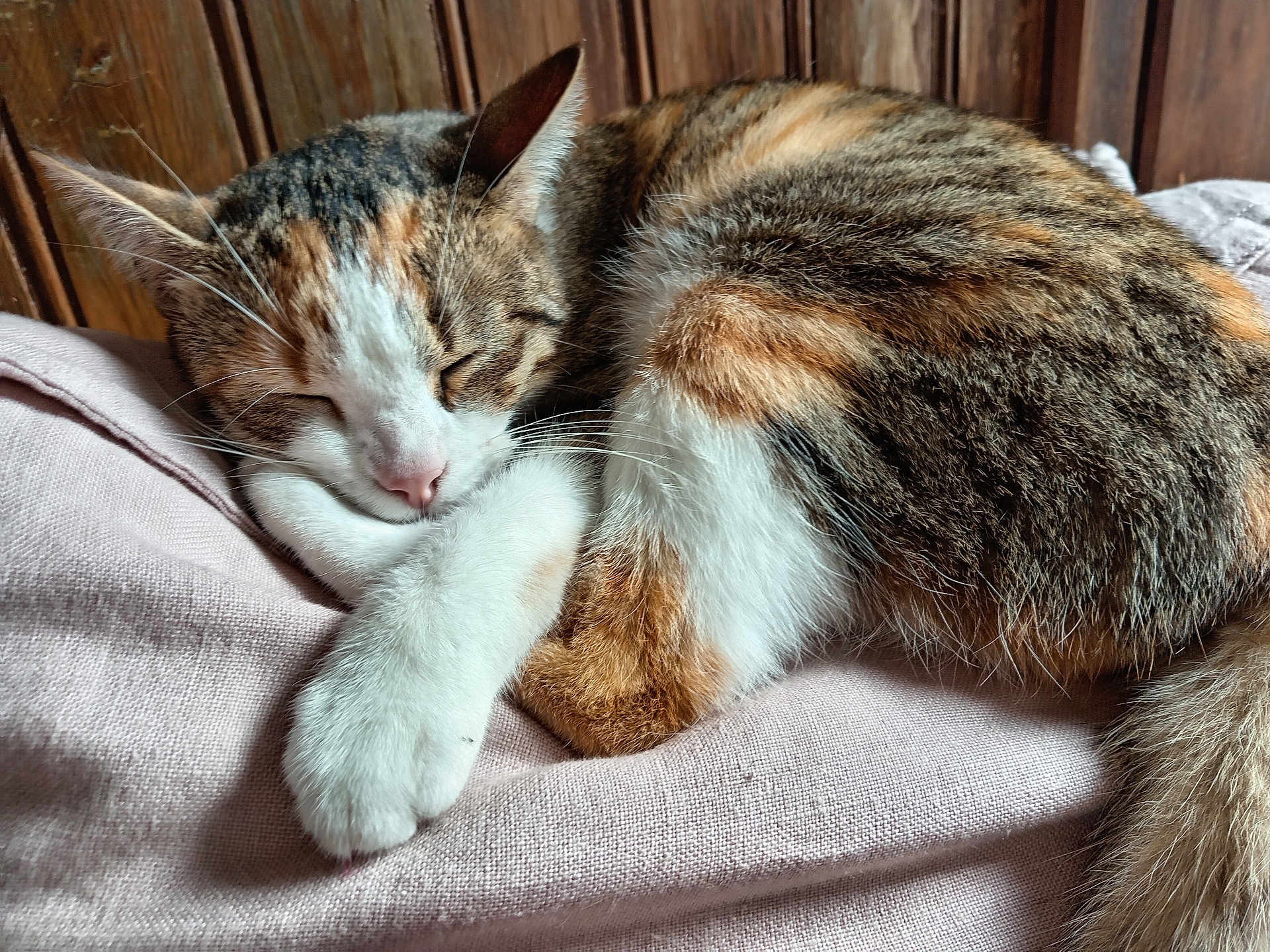 Willow participe au concours pour gagner de l'argent avec cette photo : cat, tabby, sleeping, cozy, fur, whiskers, pink_blanket, indoor, relaxation, paw, closed_eyes, resting, cute, pet, feline, wooden_background, curled_up, soft_texture, animal, nap