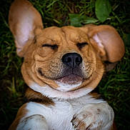 Topaz participe au concours pour gagner de l'argent avec cette photo : dog, happy, smiling, lying_down, grass, ears, paws, close_up, outdoor, pet, canine, fur, whiskers, relaxed, cute, playful, animal, nature, mammal, content