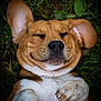 dog, happy, smiling, lying_down, grass, ears, paws, close_up, outdoor, pet, canine, fur, whiskers, relaxed, cute, playful, animal, nature, mammal, content