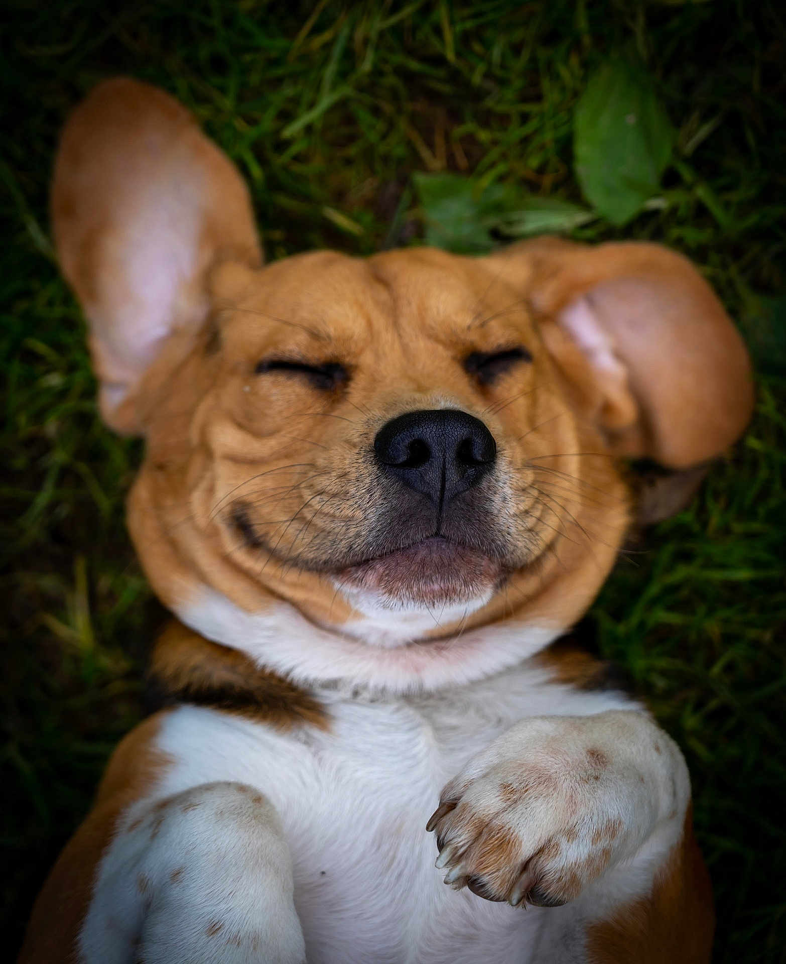 Topaz participe au concours pour gagner de l'argent avec cette photo : dog, happy, smiling, lying_down, grass, ears, paws, close_up, outdoor, pet, canine, fur, whiskers, relaxed, cute, playful, animal, nature, mammal, content