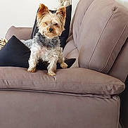 Elliot participe au concours pour gagner de l'argent avec cette photo : dog, small_dog, couch, sofa, cushion, indoor, pet, fur, beige, black_cushion, ears, decor, figurine, animal, furniture, living_room, cute, companion, sitting, portrait