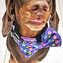 dog, dachshund, bow_tie, pet, animal, brown, tongue_out, floor, indoor, cute, canine, collar, playful, close_up, paw_print, small_dog, fur, ears, looking_up, standing