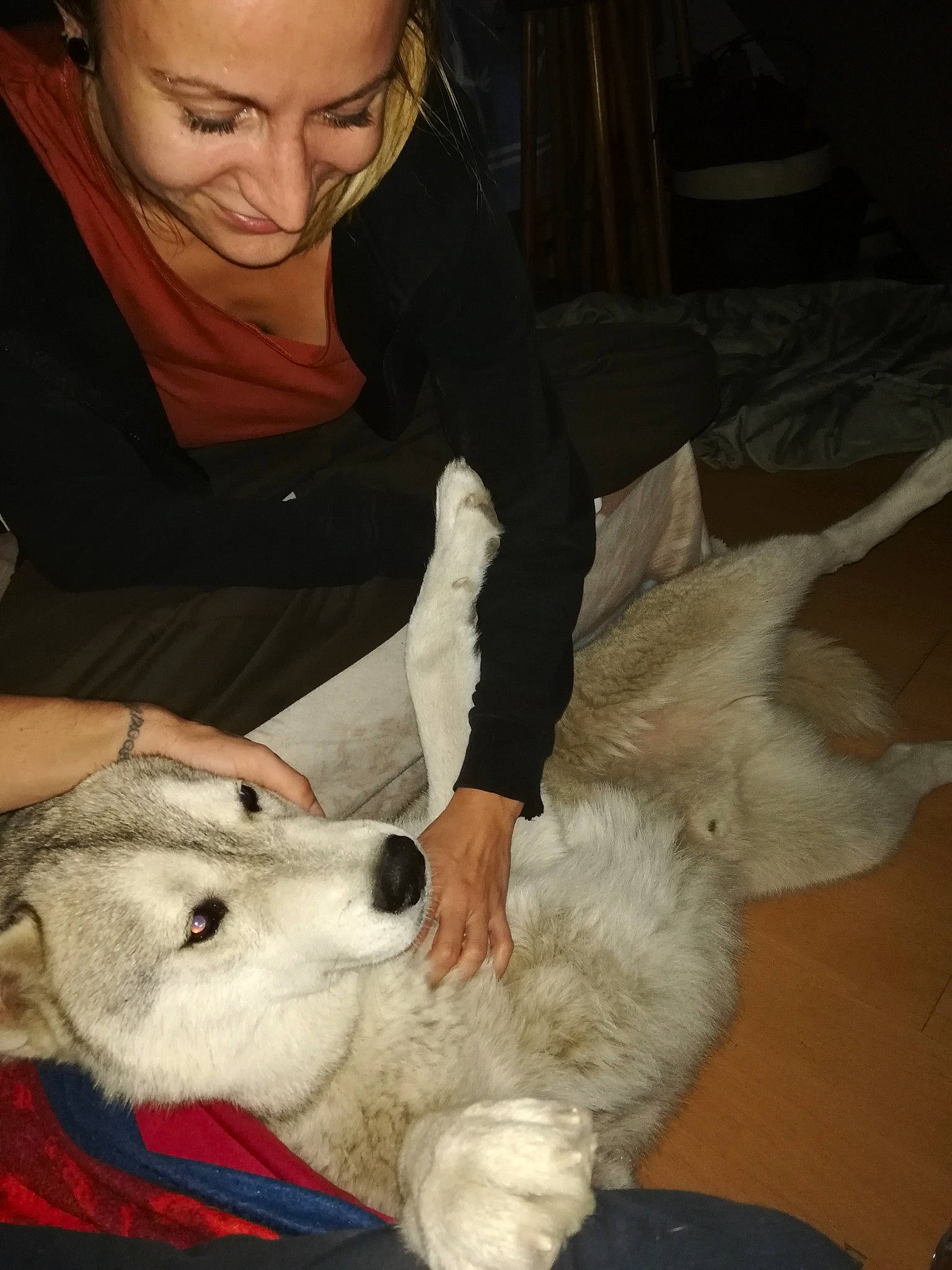 Fantôme participe au concours pour gagner de l'argent avec cette photo : american_eskimo_dog, berger_blanc_suisse, canidae, carnivore, dog, dog_breed, fur, great_pyrenees, korean_jindo_dog, kuvasz, non_sporting_group, person, samoyed, white_shepherd