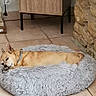 calm, collar, compact_space, cozy, dog, domestic, floor, fluffy, furniture, home, indoor, pet_bed, quiet, relaxation, resting, sleeping, small_dog, stone_wall, tile_floor, wooden_cabinet