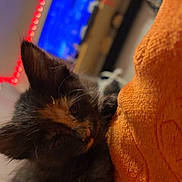 Mya is registered to the contest to win money with this photo: kitten, cat, tortoiseshell, fluffy, furry, pet, animal, sleepy, relaxed, indoor, couch, plush_toy, orange, fairy_lights, television, cozy, portrait, close_up, home, blurred_background