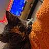 kitten, cat, tortoiseshell, fluffy, furry, pet, animal, sleepy, relaxed, indoor, couch, plush_toy, orange, fairy_lights, television, cozy, portrait, close_up, home, blurred_background