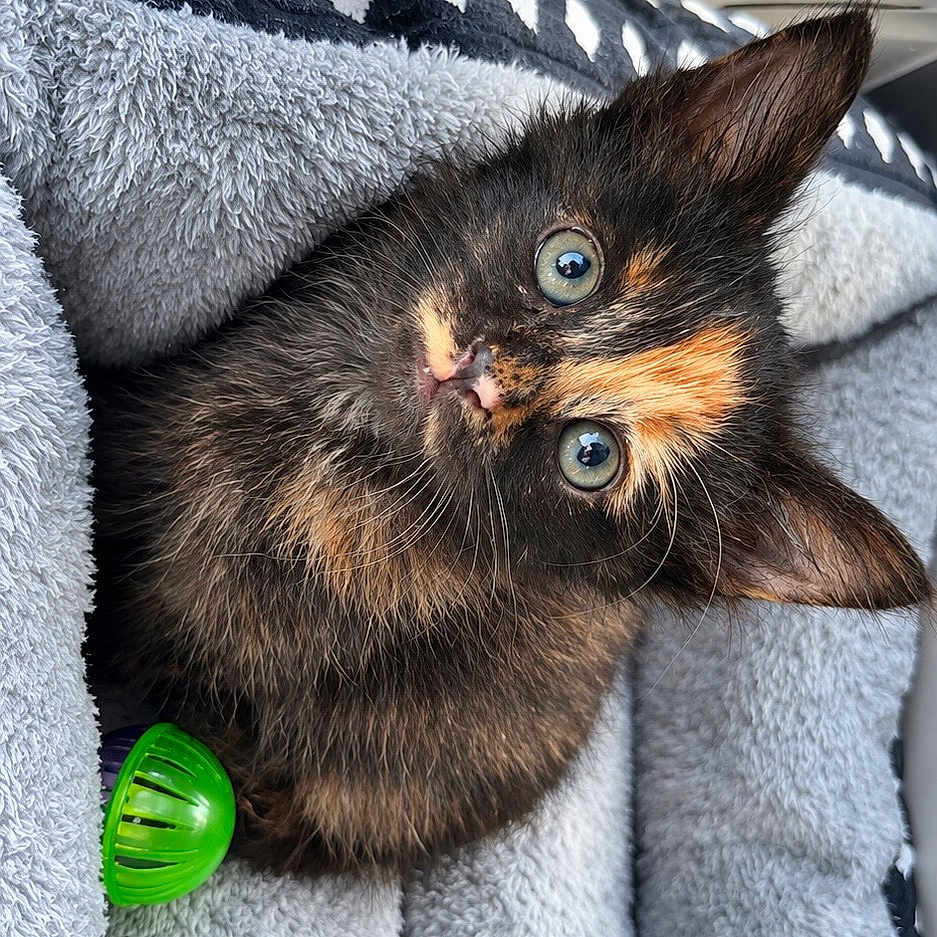 Mya is registered to the contest to win money with this photo: cat, kitten, tortoiseshell, pet, animal, feline, green_toy, blanket, gray_blanket, cozy, indoors, close_up, portrait, whiskers, blue_eyes, pointed_ears, fluffy_fur, playful, cute, upside_down