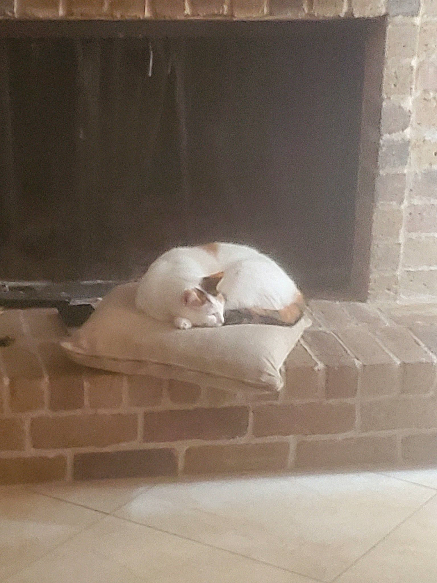 Mischief joined the competition — help win amazing prizes! cat, fawn, floor, flooring, interior_design, marble, non_sporting_group, room, tile