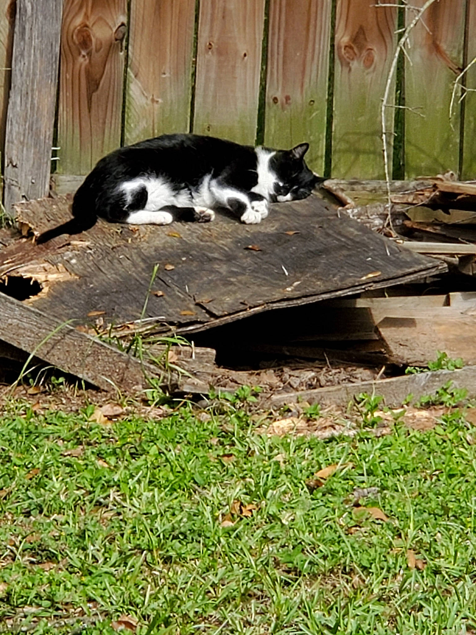 Bastian is registered to the contest to win money with this photo: carnivore, cat, felidae, fur, grass, house, plant, small_to_medium_sized_cats, tail, whiskers