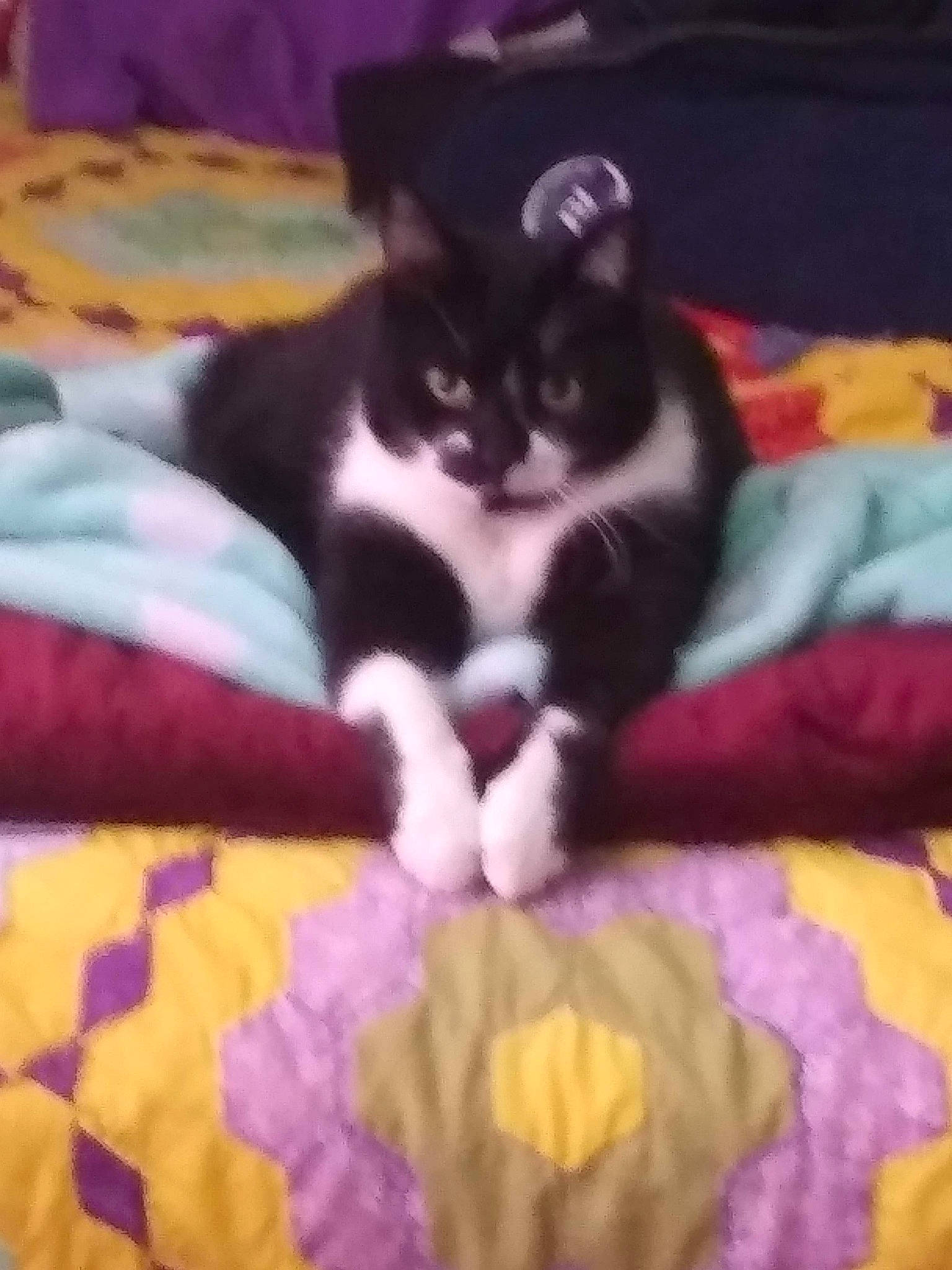 Bastian is registered to the contest to win money with this photo: bed, carnivore, cat, domestic_short_haired_cat, felidae, fur, kitten, leg, linens, mammal, paw, polydactyl_cat, small_to_medium_sized_cats, snapshot, tail, textile, whiskers