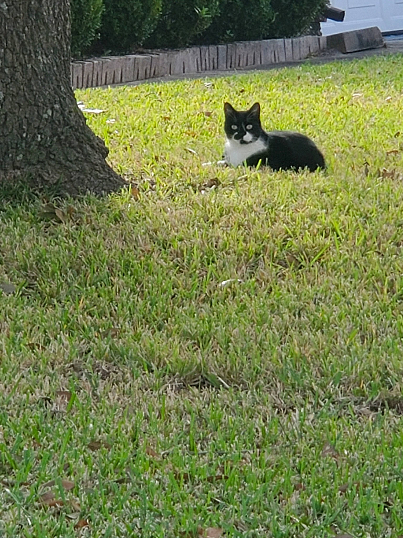 Bastian joined the competition — help win amazing prizes! black_cat, canidae, carnivore, cat, domestic_short_haired_cat, felidae, garden, grass, grass_family, green, lawn, meadow, pasture, plant, small_to_medium_sized_cats, tail, tree, yard