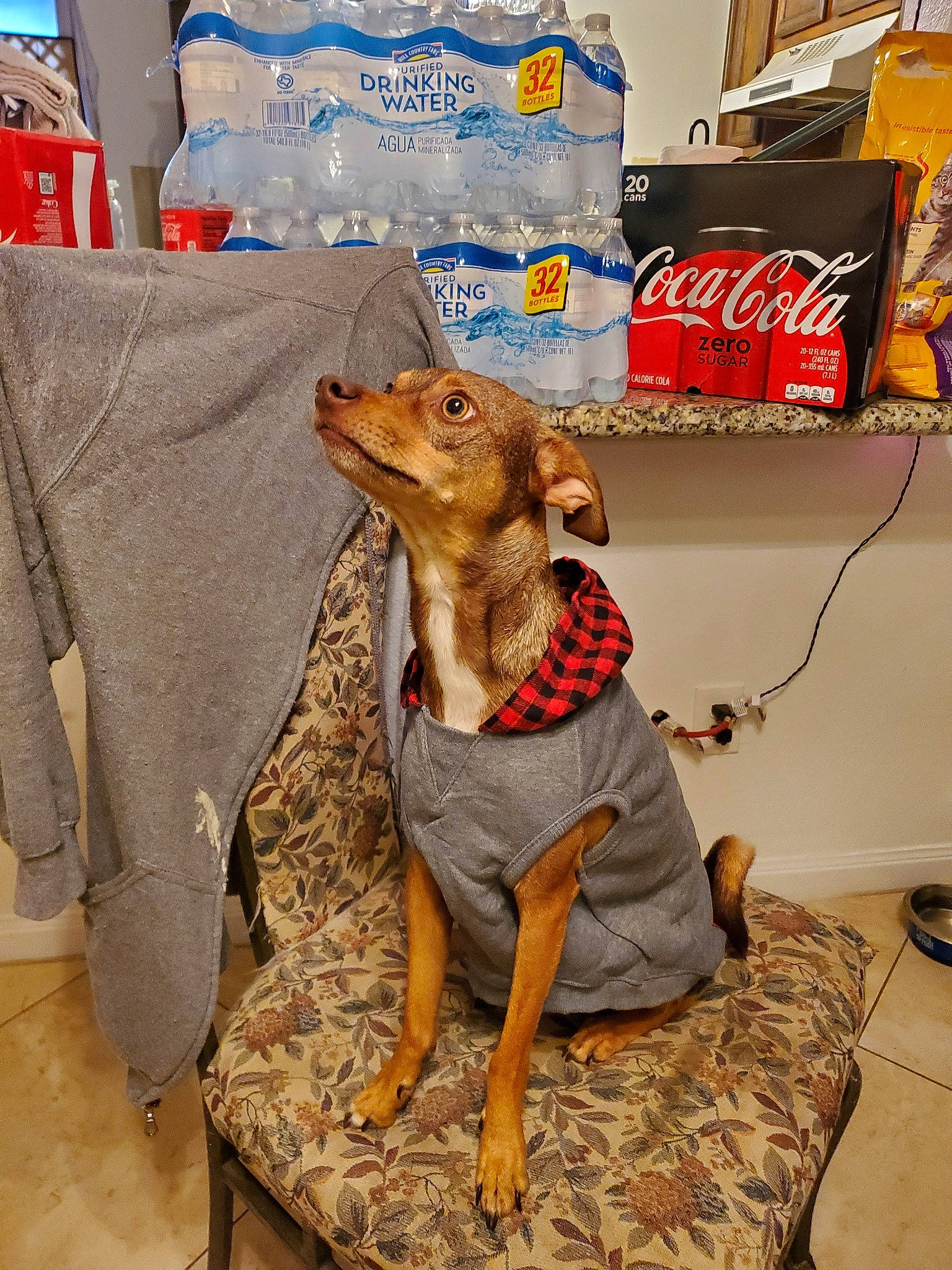 Charleston is registered to the contest to win money with this photo: canidae, carnivore, companion_dog, dog, dog_breed, fawn, italian_greyhound, snout