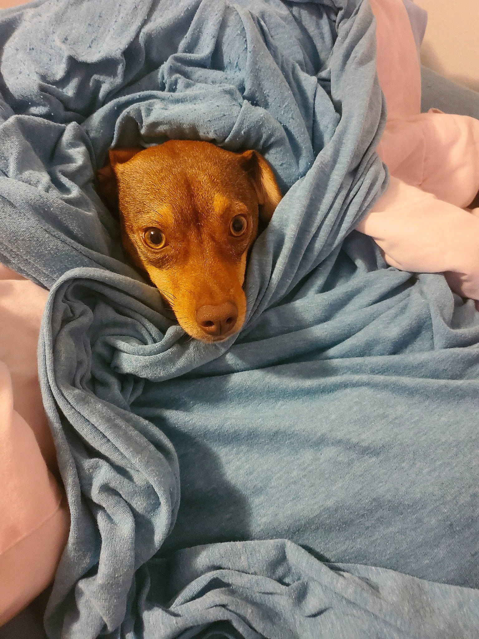 Charleston joined the competition — help win amazing prizes! canidae, carnivore, companion_dog, dog, dog_breed, mammal, pharaoh_hound, puppy, snout