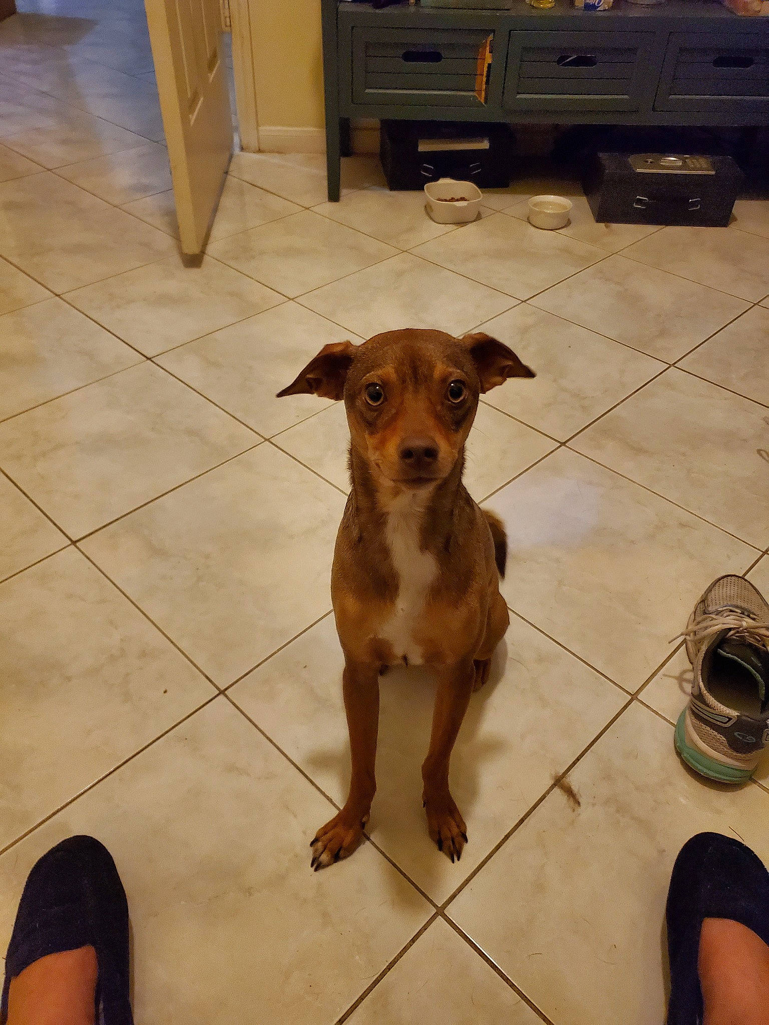 Charleston joined the competition — help win amazing prizes! canidae, carnivore, companion_dog, dog, dog_breed, fawn, floor, flooring, mammal, rare_breed_dog, snout, tile, vertebrate