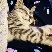 Lilou participe au concours pour gagner de l'argent avec cette photo : animal, blanket, cat, closeup, comfort, cozy, cute, feline, fur, indoor, kitten, nap, paw, pet, resting, sleeping, soft, striped, tabby, whiskers