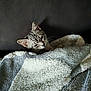 Lilou a rejoint le concours — aidez-le/la à gagner de superbes lots ! animal, blanket, cat, comfort, cozy, cute, domestic, feline, fur, indoor, kitten, pet, relaxing, resting, sleepy, snuggled, soft, striped, texture, warm