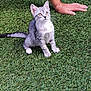 kitten, cat, grass, outdoor, pet, animal, gray, white, cute, young, fur, whiskers, playful, hand, human, nature, sitting, alert, daylight, closeup