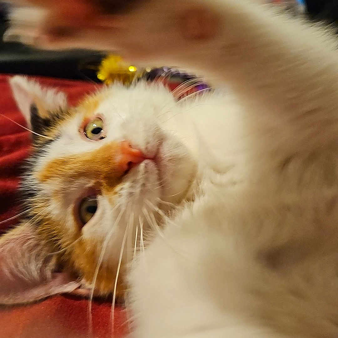 Mallo is registered to the contest to win money with this photo: animal, calico, cat, close_up, curious, cute, ears, eyes, face, feline, fur, indoor, mammal, nose, paw, pet, playful, relaxed, soft, whiskers