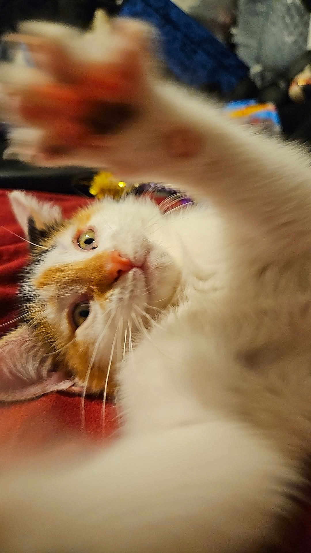 Mallo is registered to the contest to win money with this photo: cat, calico, paw, close_up, whiskers, fur, pet, animal, indoor, curious, playful, face, eyes, nose, ears, soft, cute, mammal, feline, relaxed