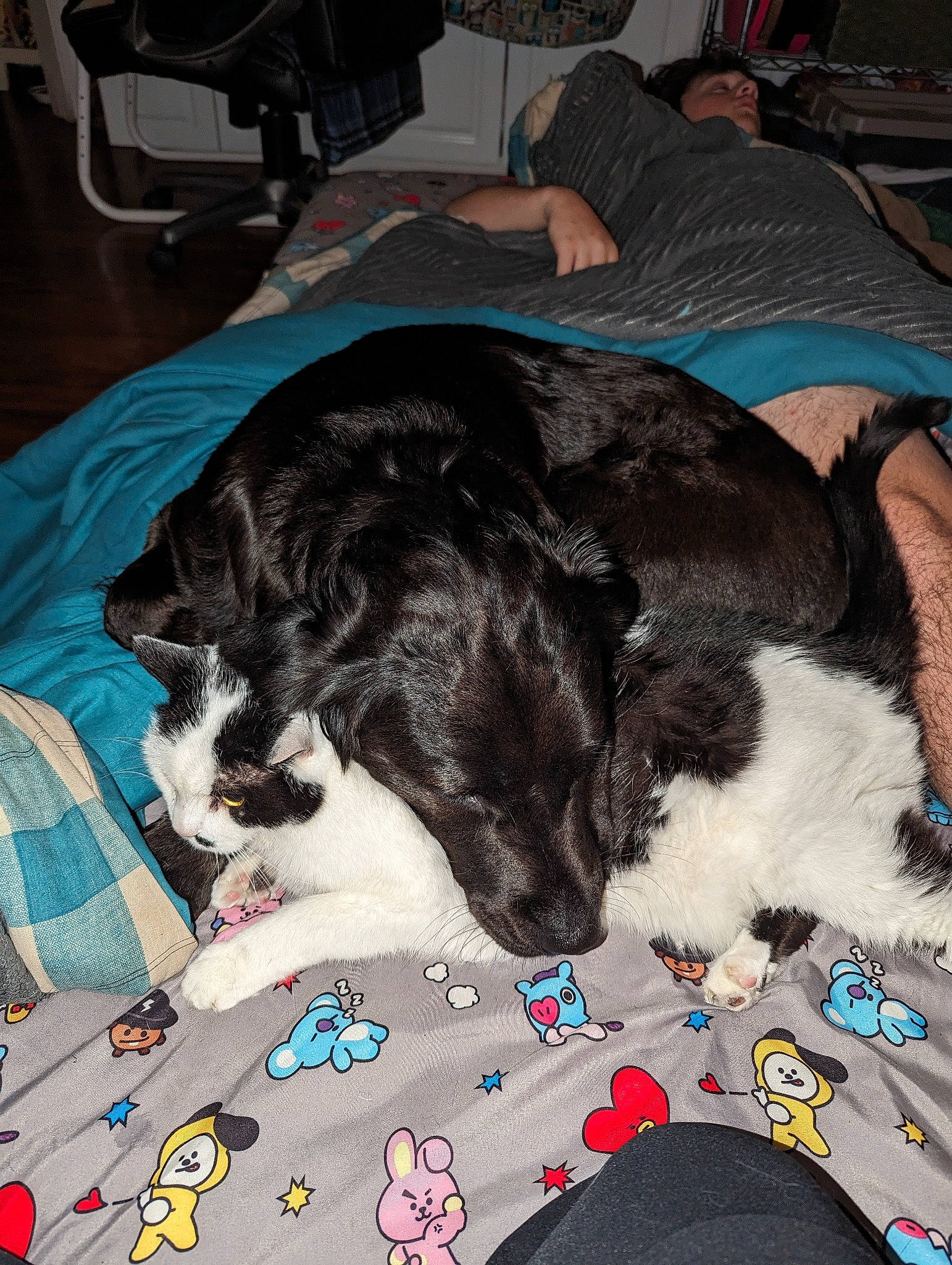 Boba joined the competition — help win amazing prizes! bed, carnivore, chair, comfort, companion_dog, couch, dog, dog_breed, felidae, fur, lap, linens, pattern, room, small_to_medium_sized_cats, sporting_group, tail, textile, tree, whiskers