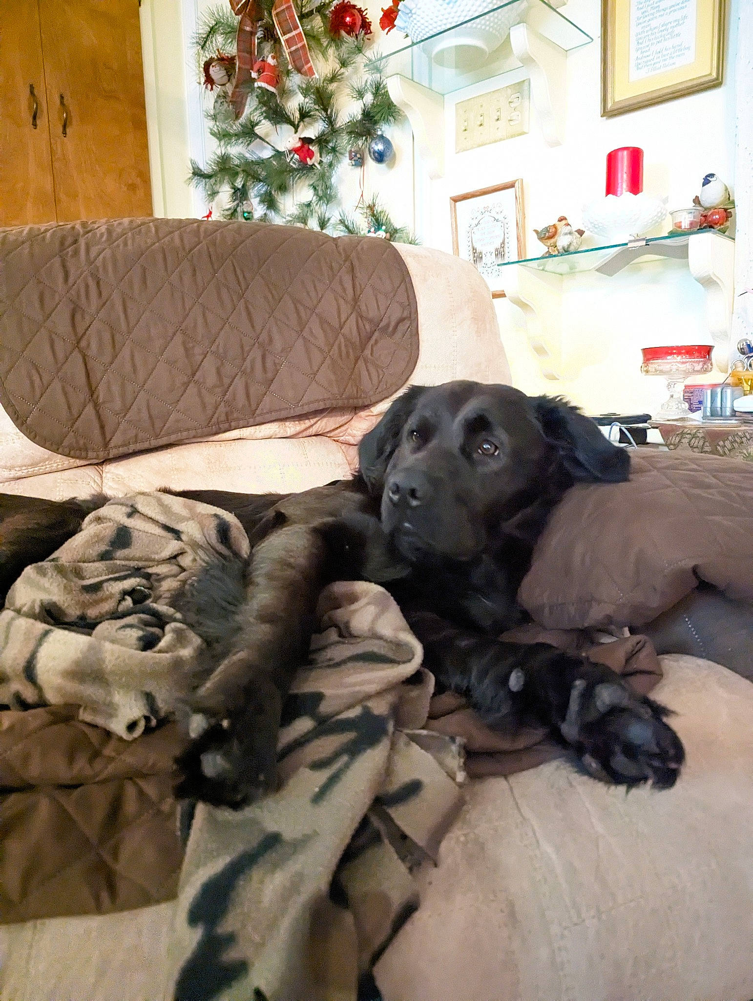 Boba joined the competition — help win amazing prizes! carnivore, christmas_decoration, christmas_tree, comfort, companion_dog, couch, dog, dog_breed, event, fawn, flooring, fur, grey, guard_dog, linens, picture_frame, room, sporting_group, wood, working_animal