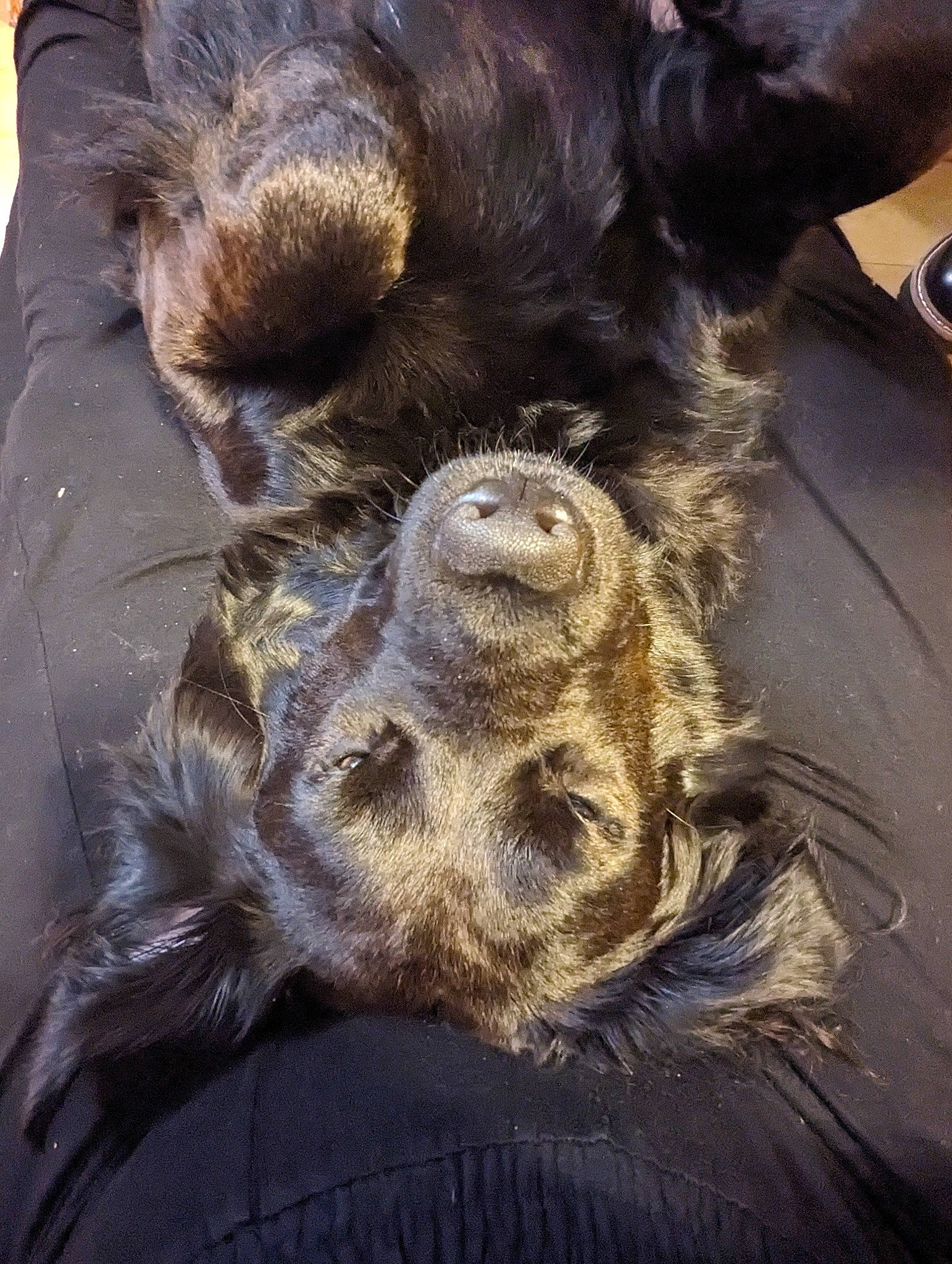 Boba joined the competition — help win amazing prizes! canidae, claw, comfort, companion_dog, dog_breed, foot, fur, liver, natural_material, paw, primate, sloth, snout, sporting_group, tail, terrestrial_animal, three_toed_sloth, whiskers, wildlife, working_animal