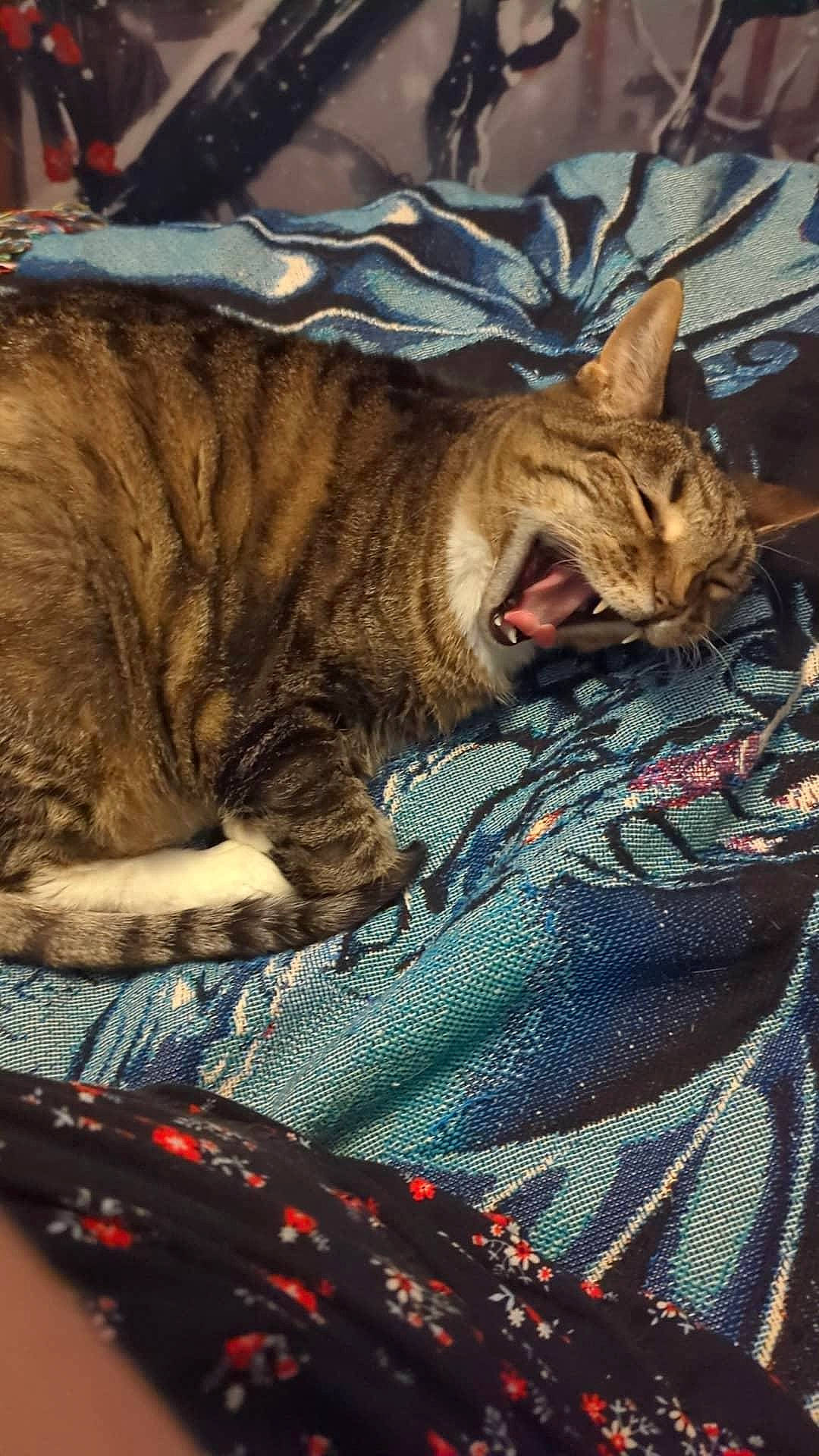 Ginger joined the competition — help win amazing prizes! brown, carnivore, cat, claw, comfort, domestic_short_haired_cat, fawn, felidae, fur, grass, linens, nap, pattern, sleep, small_to_medium_sized_cats, snout, tail, terrestrial_animal, tree, whiskers