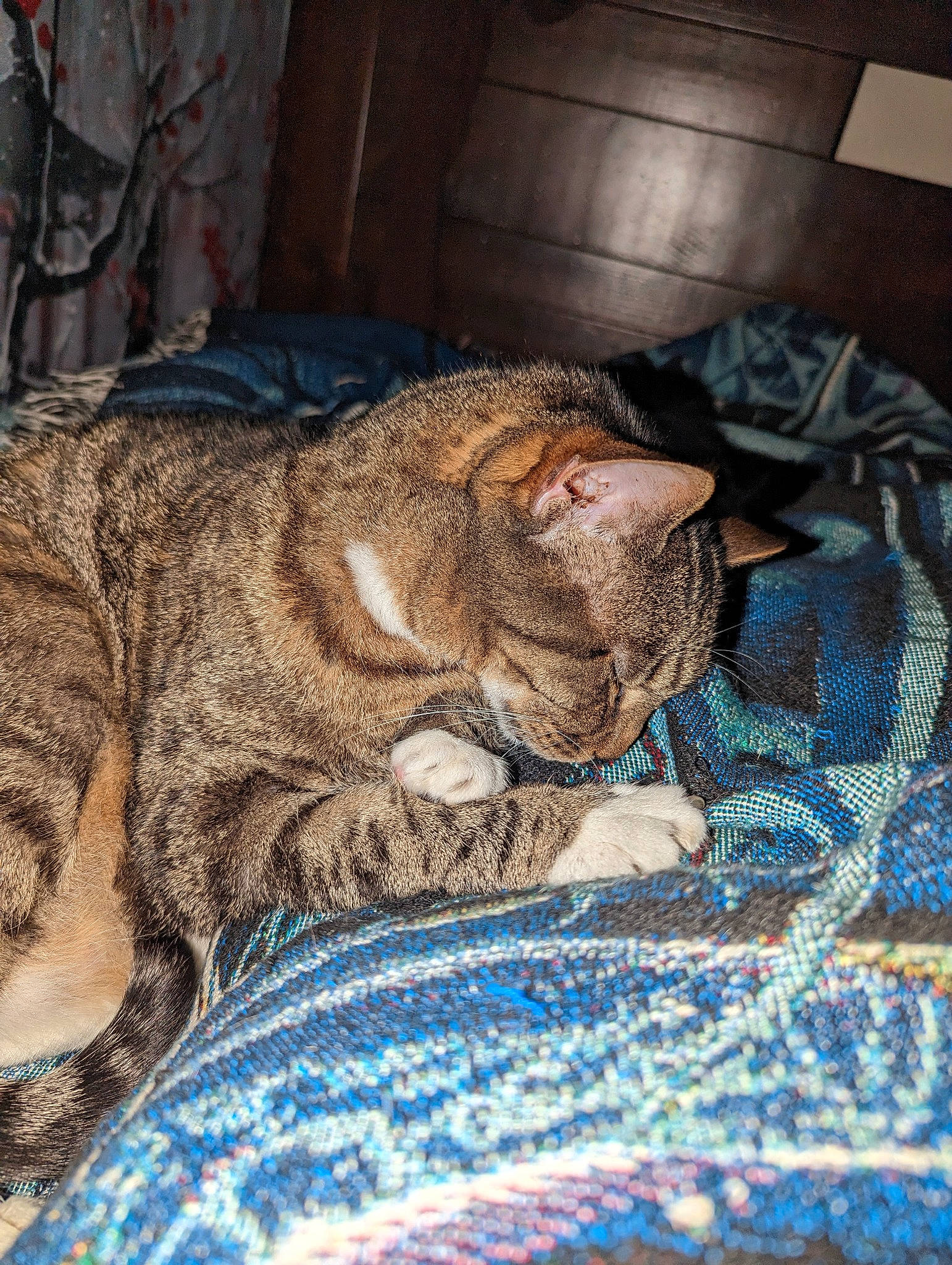 Ginger is registered to the contest to win money with this photo: bedding, carnivore, cat, claw, comfort, domestic_short_haired_cat, fawn, felidae, fur, grass, linens, nap, paw, small_to_medium_sized_cats, snout, tail, terrestrial_animal, whiskers, wildlife, wrinkle