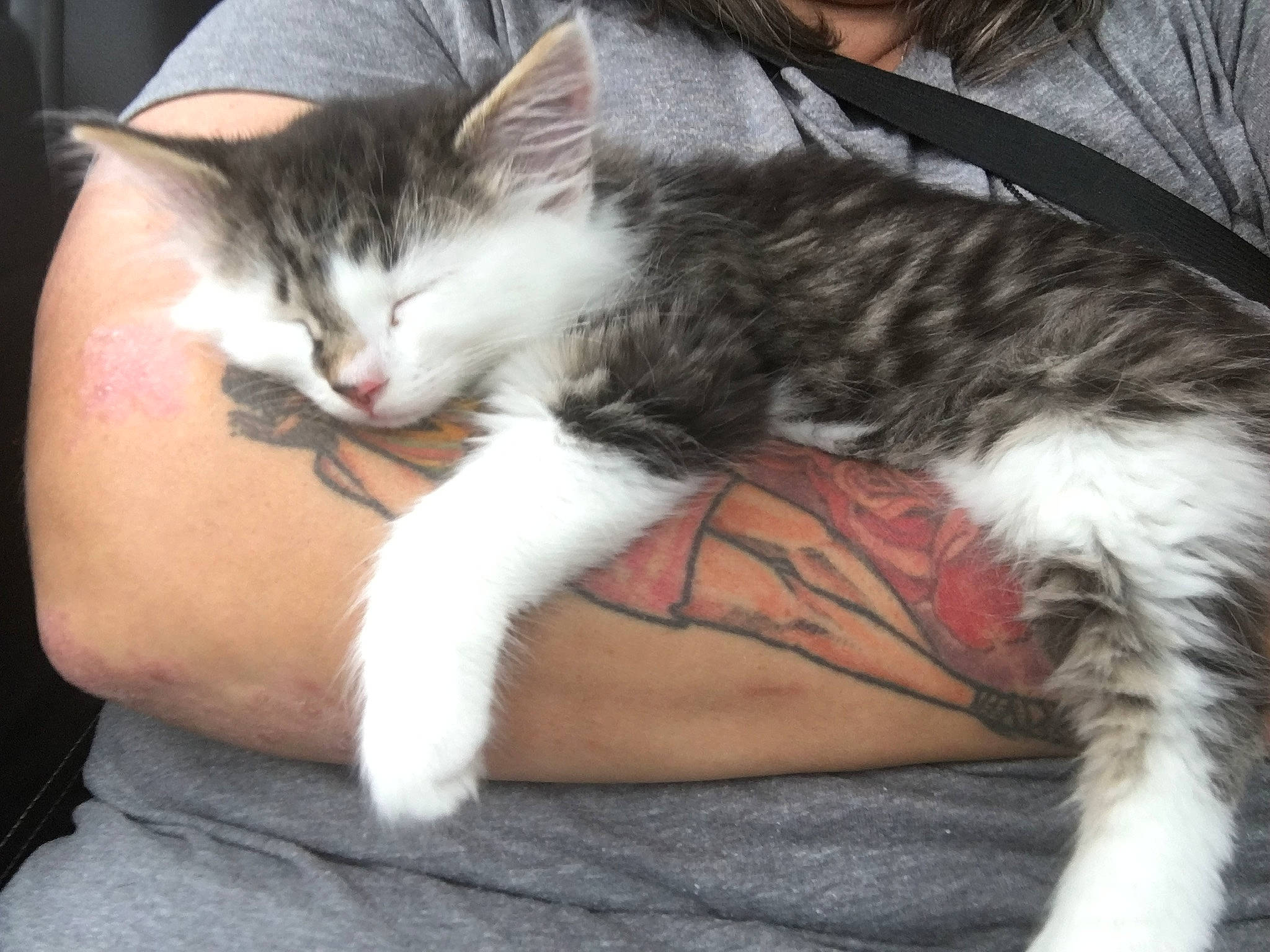 Kat is registered to the contest to win money with this photo: carnivore, cat, claw, comfort, domestic_short_haired_cat, ear, felidae, foot, fur, gesture, human_leg, lap, nap, paw, sitting, small_to_medium_sized_cats, snout, tail, thigh, whiskers