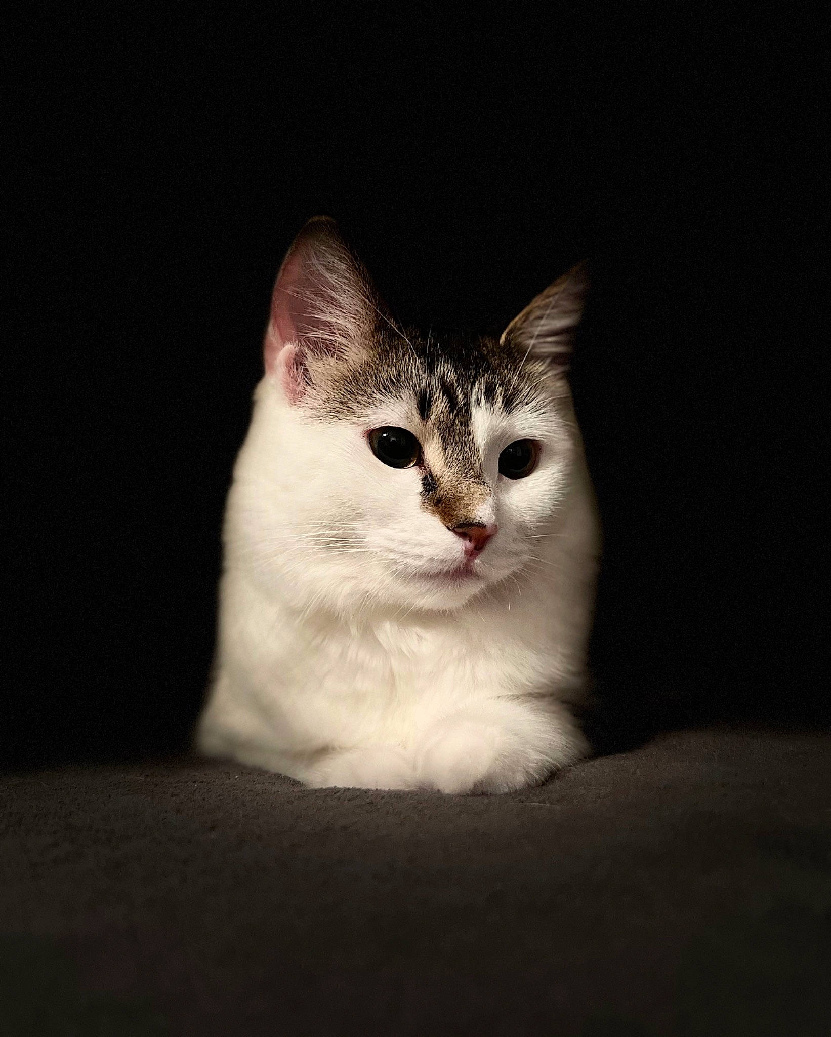 Kat is registered to the contest to win money with this photo: carnivore, cat, darkness, domestic_short_haired_cat, ear, felidae, fur, monochrome_photography, paw, small_to_medium_sized_cats, snout, still_life_photography, terrestrial_animal, whiskers, window