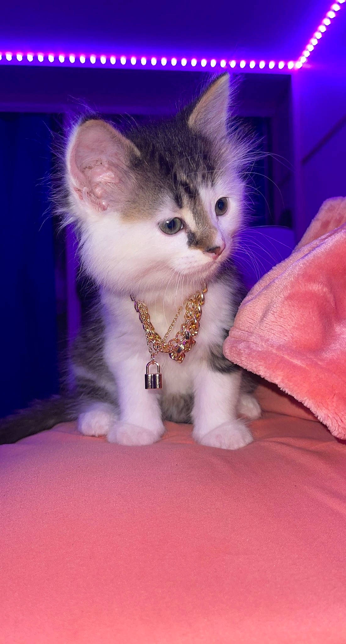 Kat joined the competition — help win amazing prizes! carnivore, cat, cat_supply, comfort, domestic_short_haired_cat, electric_blue, fawn, felidae, fur, iris, magenta, paw, photo_caption, pink, purple, small_to_medium_sized_cats, snout, tail, violet, whiskers