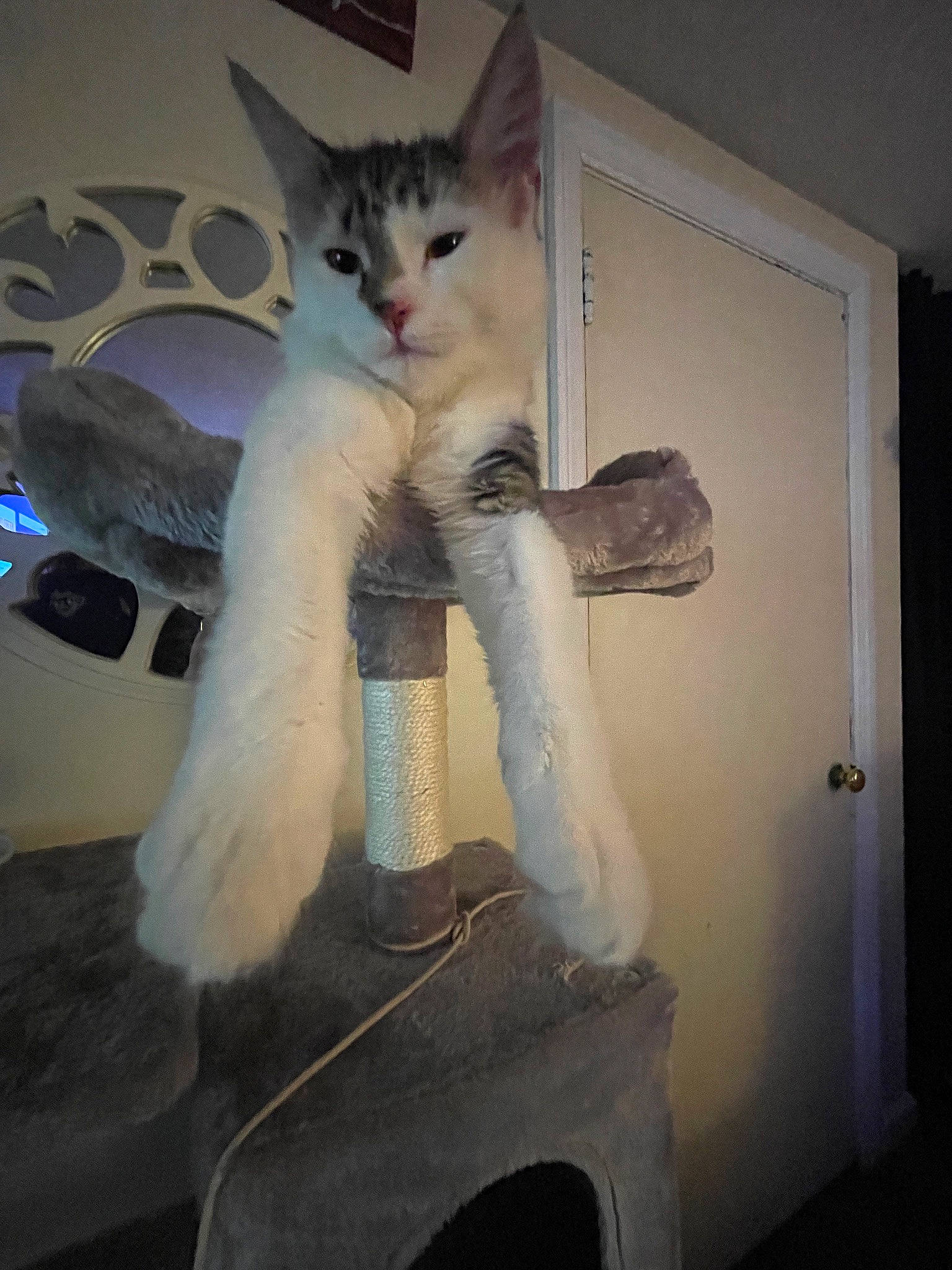 Kat joined the competition — help win amazing prizes! carnivore, cat, chair, comfort, couch, domestic_short_haired_cat, fawn, felidae, formal_wear, fur, human_leg, lap, leg, paw, room, sitting, small_to_medium_sized_cats, snout, tail, whiskers