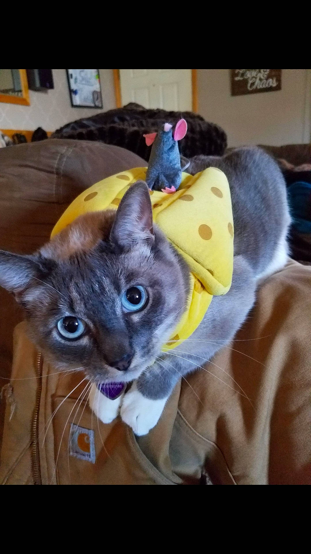 Lightning joined the competition — help win amazing prizes! carnivore, cat, collar, costume_accessory, couch, felidae, fur, home_accessories, iris, living_room, pillow, plush, small_to_medium_sized_cats, snout, stuffed_toy, tongue, toy, vertebrate, whiskers