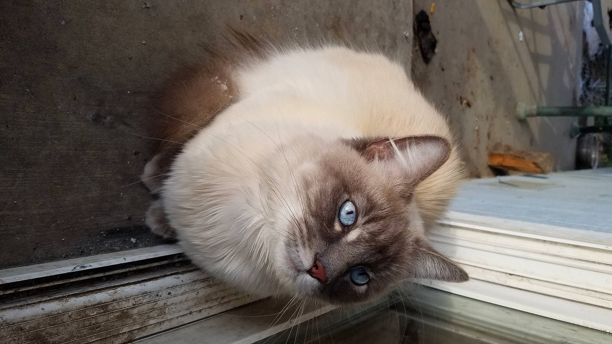 Lightning joined the competition — help win amazing prizes! balinese, beige, birman, carnivore, cat, fawn, felidae, fur, iris, ojos_azules, ragdoll, siamese, small_to_medium_sized_cats, snout, thai, tonkinese, vertebrate, whiskers